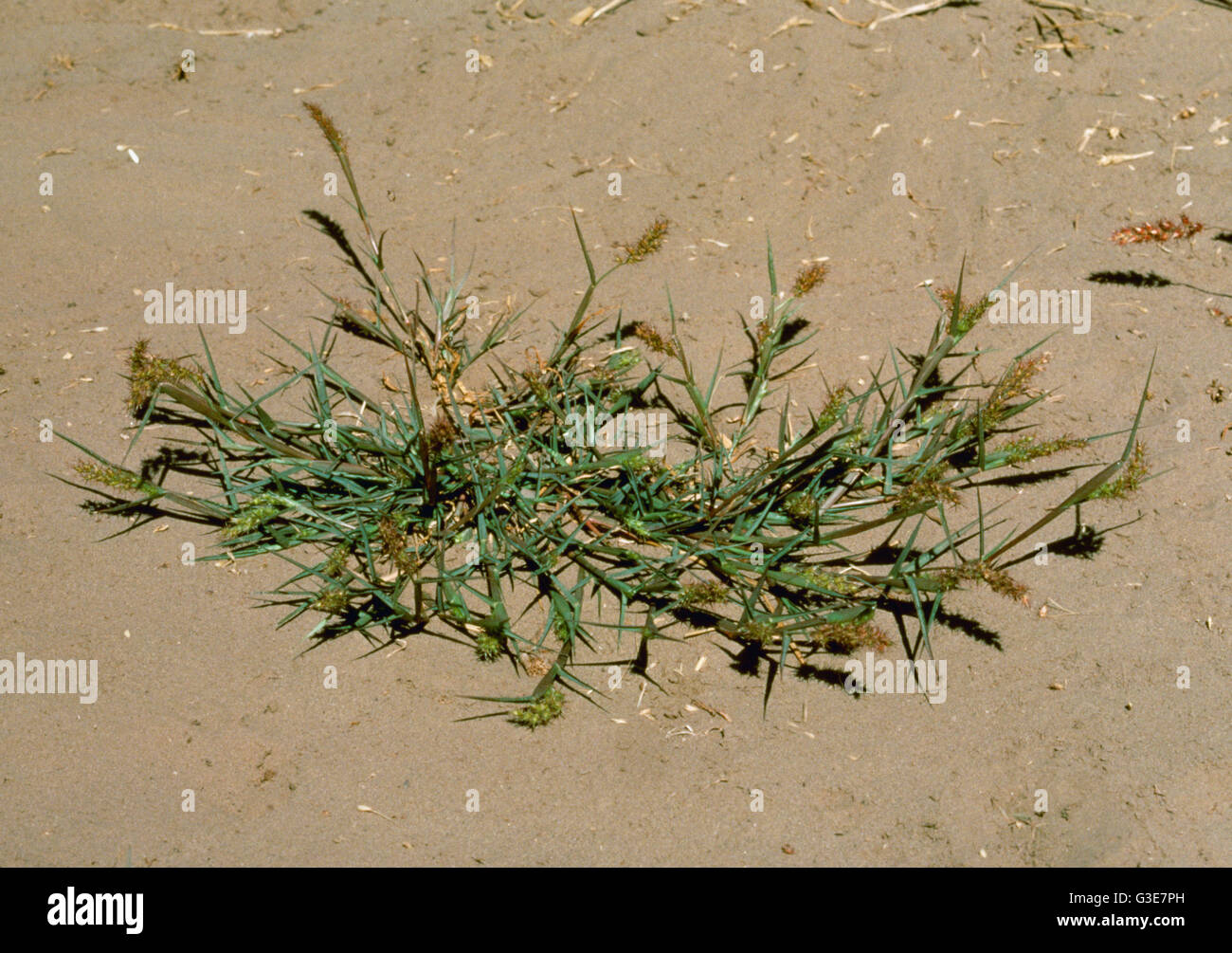 Agriculture - Weeds, Longspine Sandbur (Cenchrus longispinus) aka. Bear Grass, Burgrass, Field Sandbur, Gentle Annie, Hedgehog Grass, Mat Sandbur, ... Stock Photo