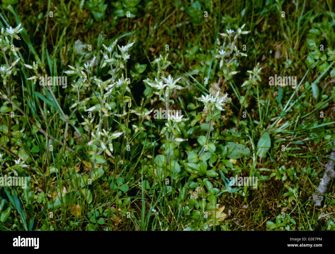 agriculture-weeds-sticky-chickweed-cerastium-glomeratum-aka