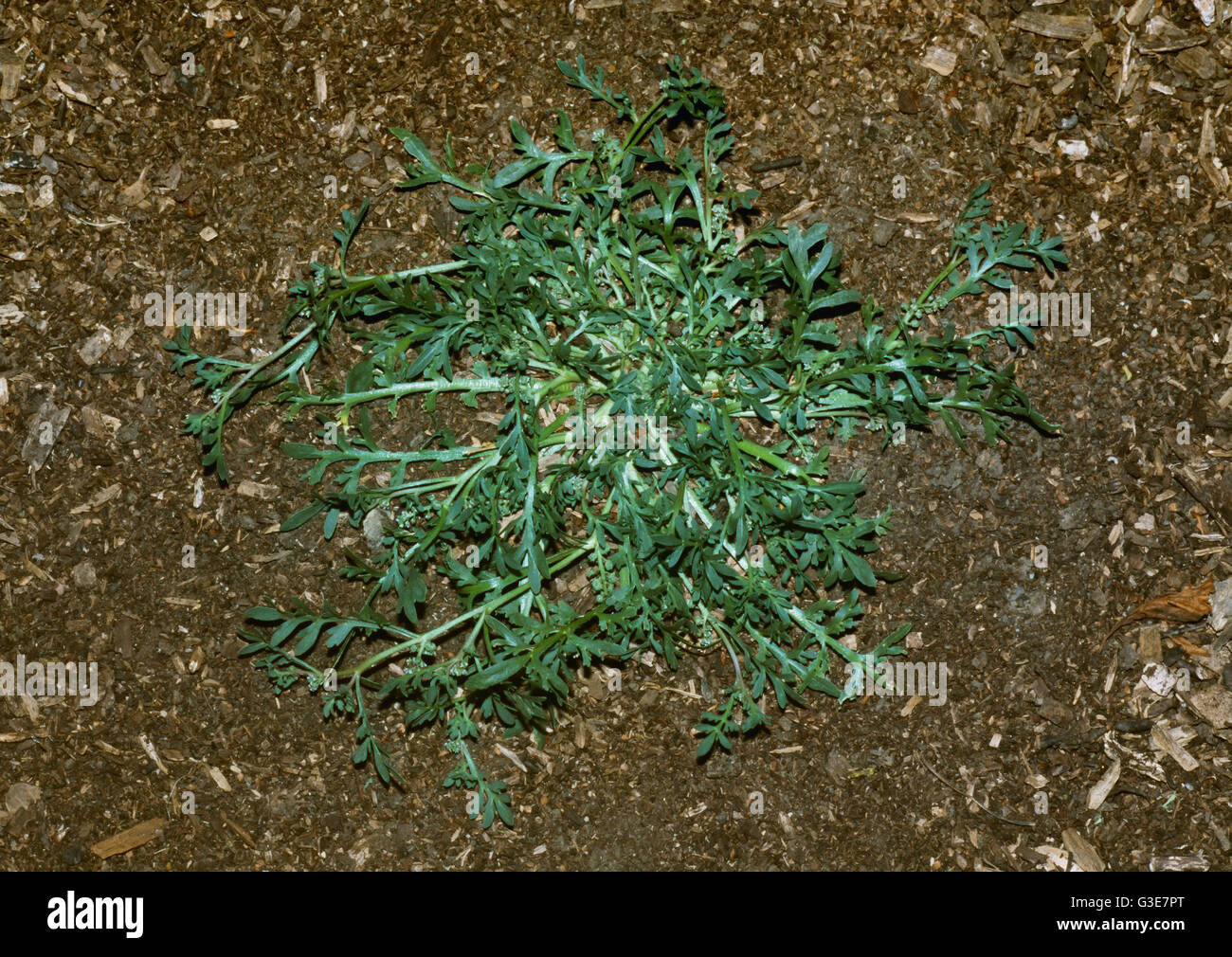 Agriculture - Weeds, Greater Swinecress (Coronopus squamatus) aka. Creeping Watercress, Eurasian Swinecress; maturing plant / California, USA. Stock Photo