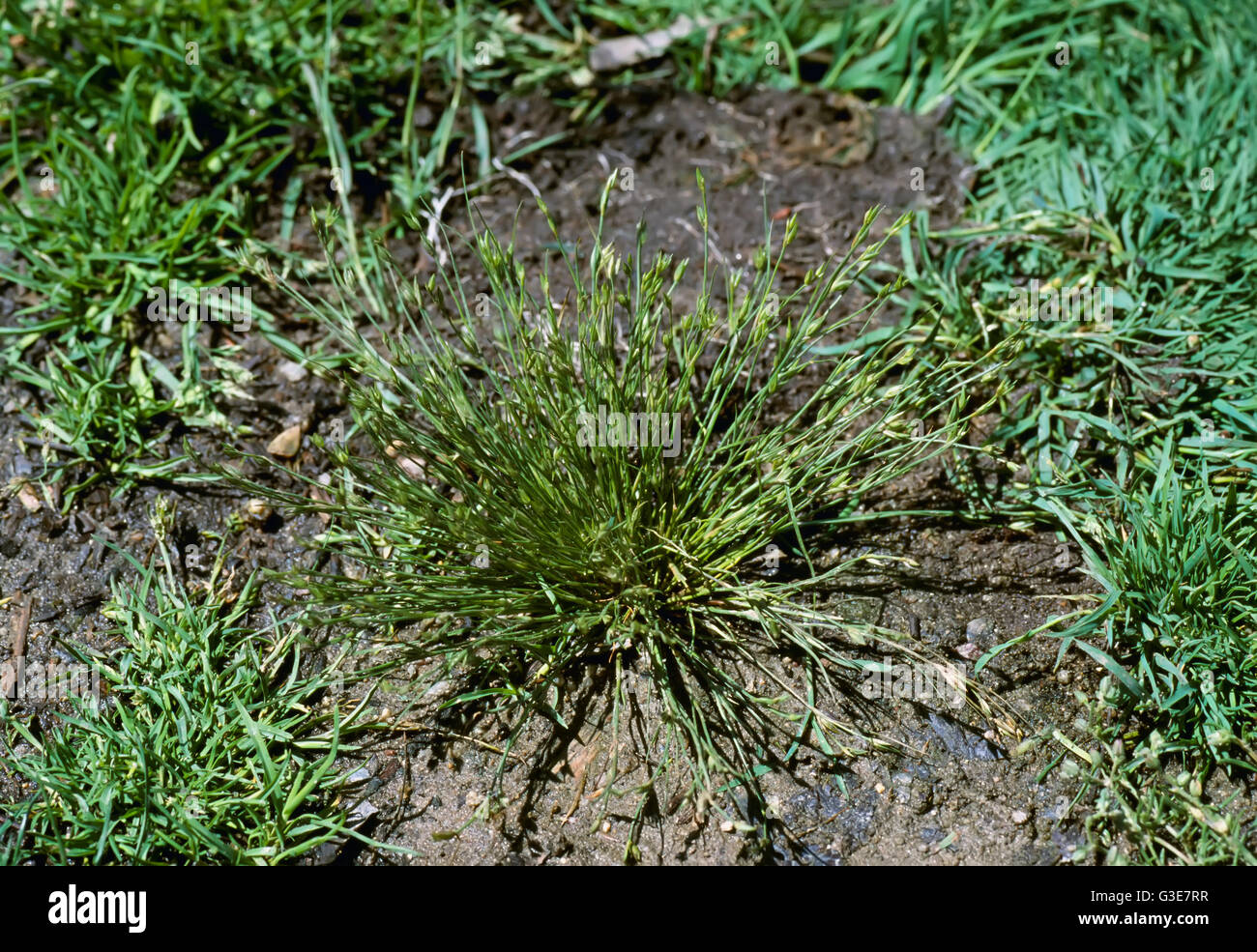 Agriculture - Weeds, Toad Rush (Juncus bufonius) aka. Common Toad Rush, Grass Rush; plant / California, USA. Stock Photo