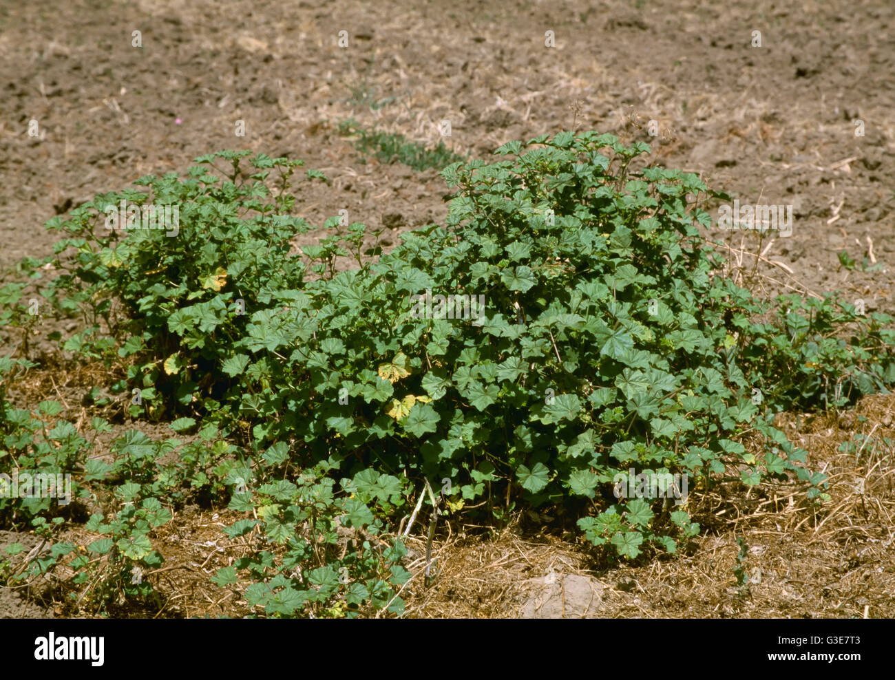 Agriculture - Weeds, Little Mallow (Malva parviflora) aka. Cheeseweed, Cheeseweed Mallow; mature plant / California, USA. Stock Photo