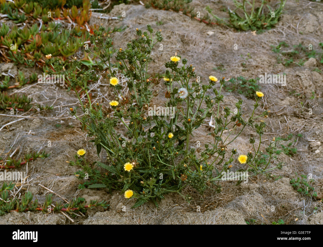 Agriculture - Weeds, Bristly Oxtongue (Picris echioides) aka. Bugloss, Bugloss-picris; flowering and fruiting plant / California, USA. Stock Photo