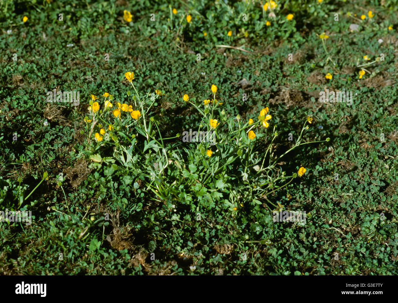 Agriculture - Weeds, Hairy Buttercup (Ranunculus sardous), flowering plant / California, USA. Stock Photo