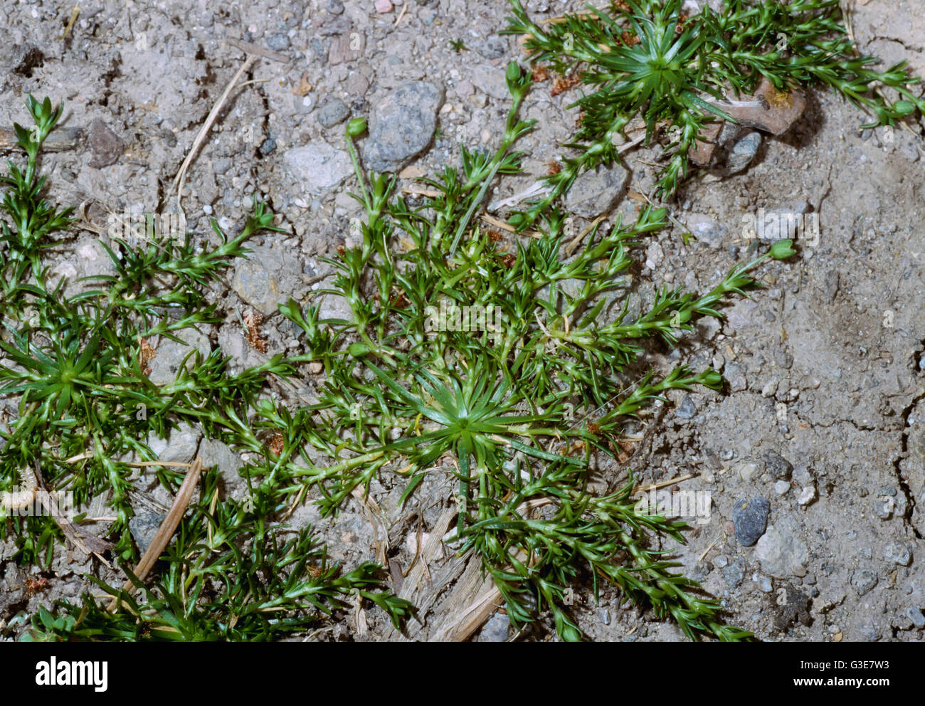 Agriculture - Weeds, Birdseye Pearlwort (Sagina procumbens) aka. Arctic Pearlwort, Birdeye Pearlwort, Procumbent Pearlwort Stock Photo