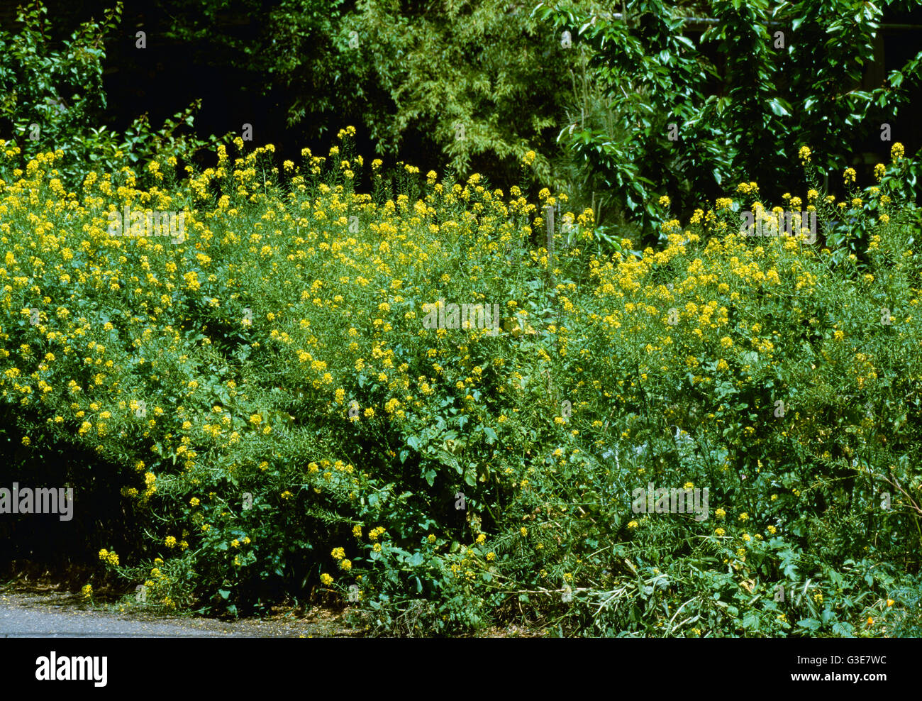 Agriculture Weeds, White Mustard (Sinapis alba), flowering plants / California, USA Stock