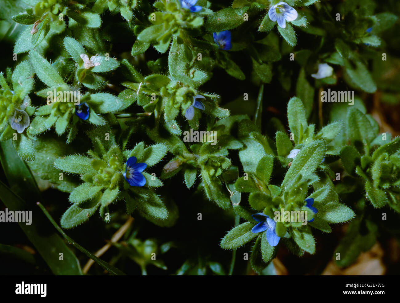 Agriculture - Weeds, Corn Speedwell (Veronica arvensis) aka. Common Speedwell, Rock Speedwell, Wall Speedwell; flowering stems / California, USA. Stock Photo