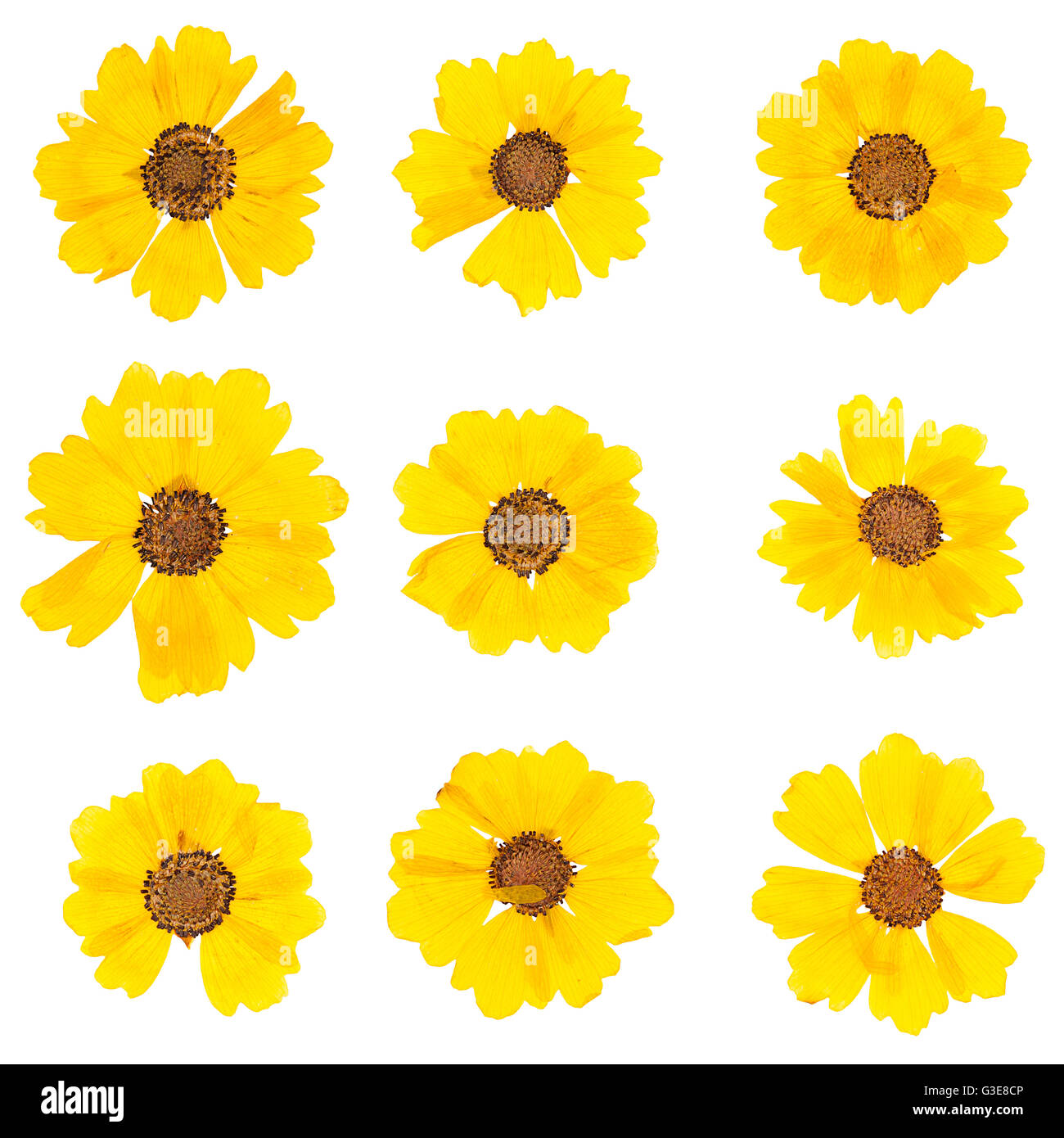 Yellow pressed dried flowers hi-res stock photography and images - Alamy