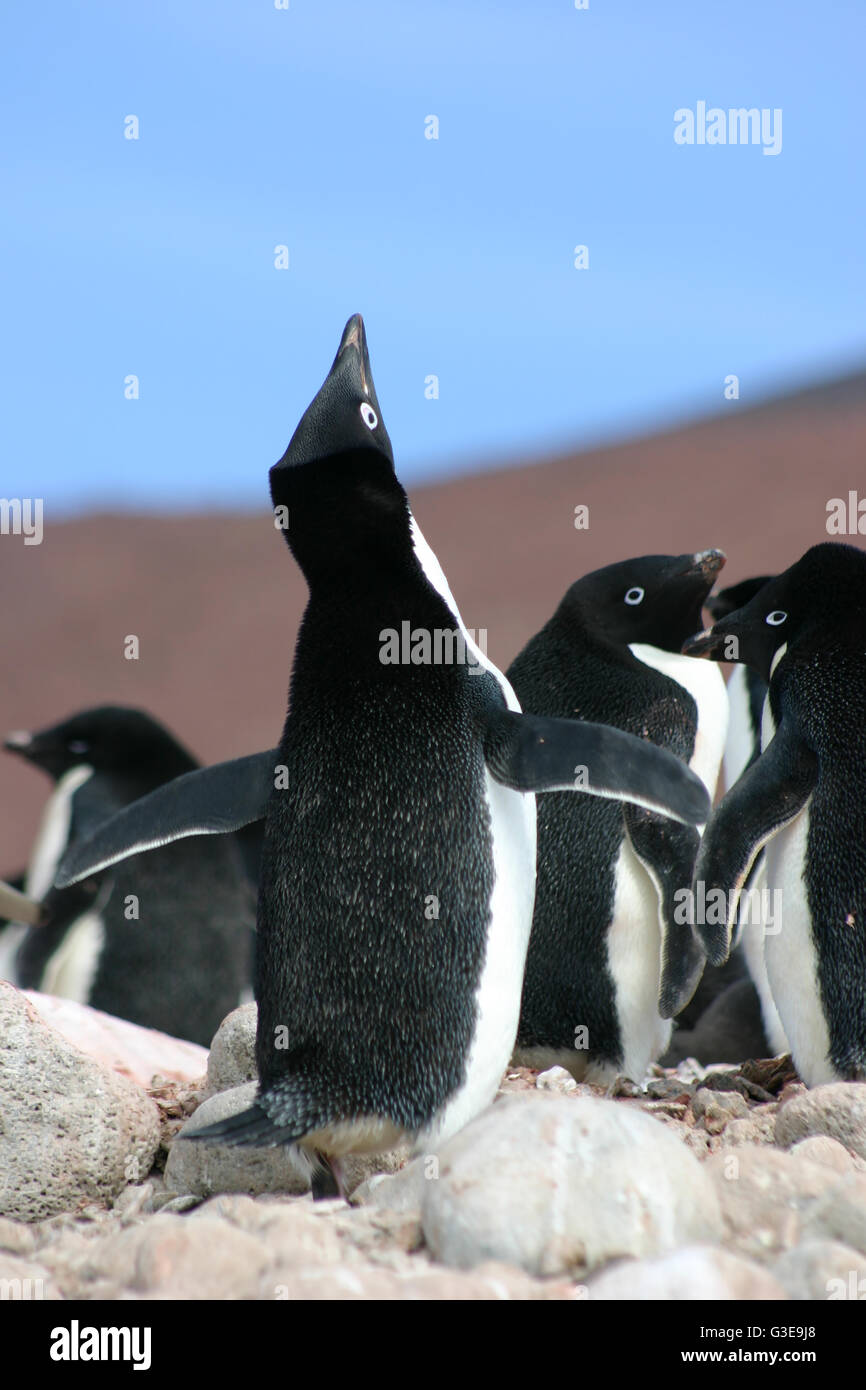 Cute Antarctic Adelie Penguin performing a mating call in Antarctica