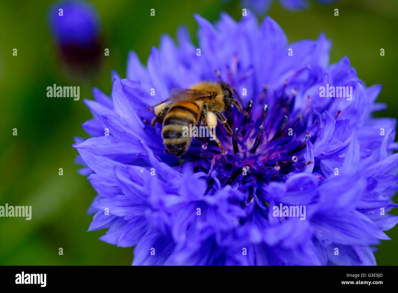 Beautiful blue cornflower (Centaurea cyanus) with busy bee collecting pollen against out of focus background. Stock Photo