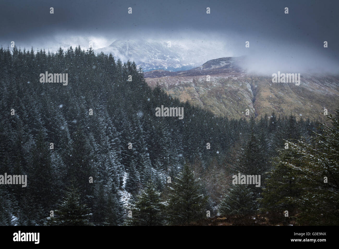 Snow falling on Scots pine forest under a leaden sky, Western Highlands, Scotland Stock Photo