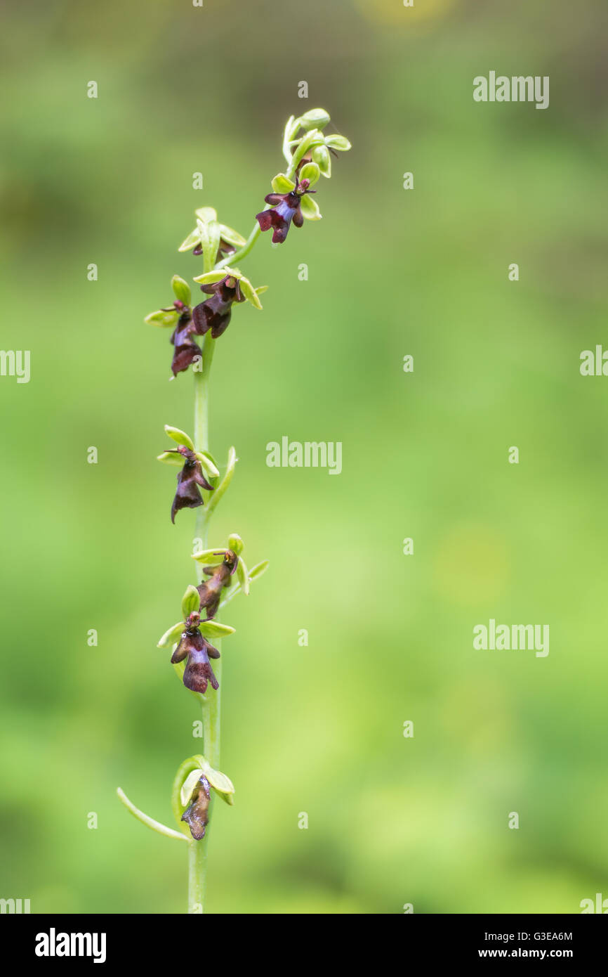 Fly orchid (Ophrys insectifera) flower stem. Rare orchid inflorescence of plant in the family Orchidaceae, growing in woodland Stock Photo