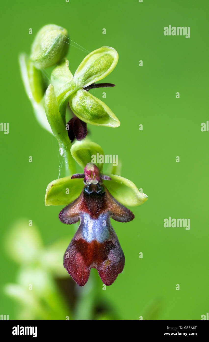 Fly orchid (Ophrys insectifera) detail. Close up of single flower of plant in the family Orchidaceae, said to resemble a fly Stock Photo