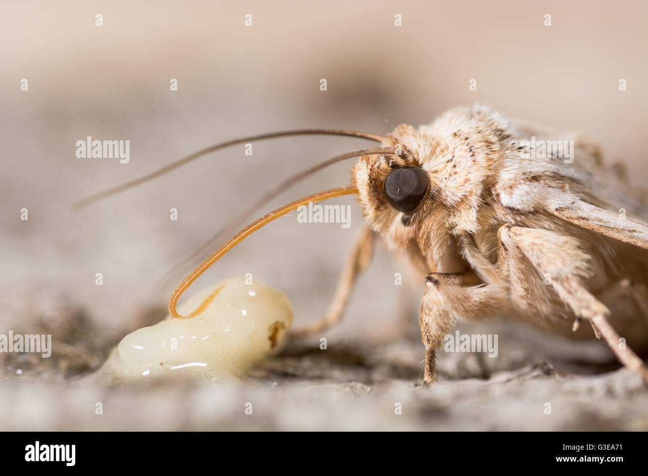 Noctuid moth feeding. Close up of proboscis and palps of pale pinion (Lithophane socia) taking sugar from banana Stock Photo