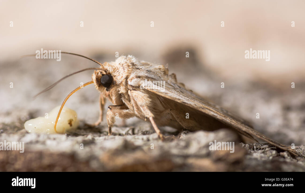 Noctuid moth feeding. Close up of proboscis and palps of pale pinion (Lithophane socia) taking sugar from banana Stock Photo
