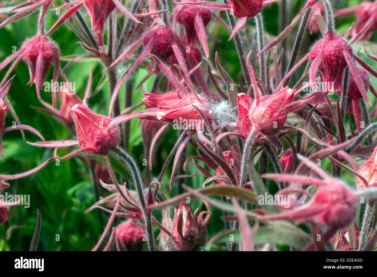 Prairie smoke flower, Geum triflorum Stock Photo