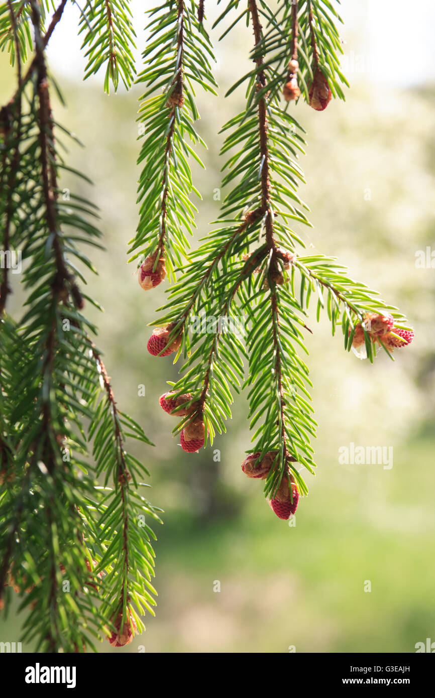 Closeup of pine twig with bud on green background Stock Photo