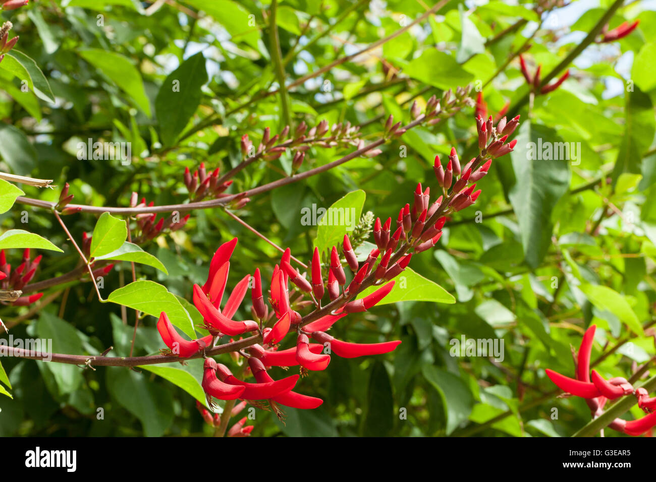 Mamou hires stock photography and images Alamy