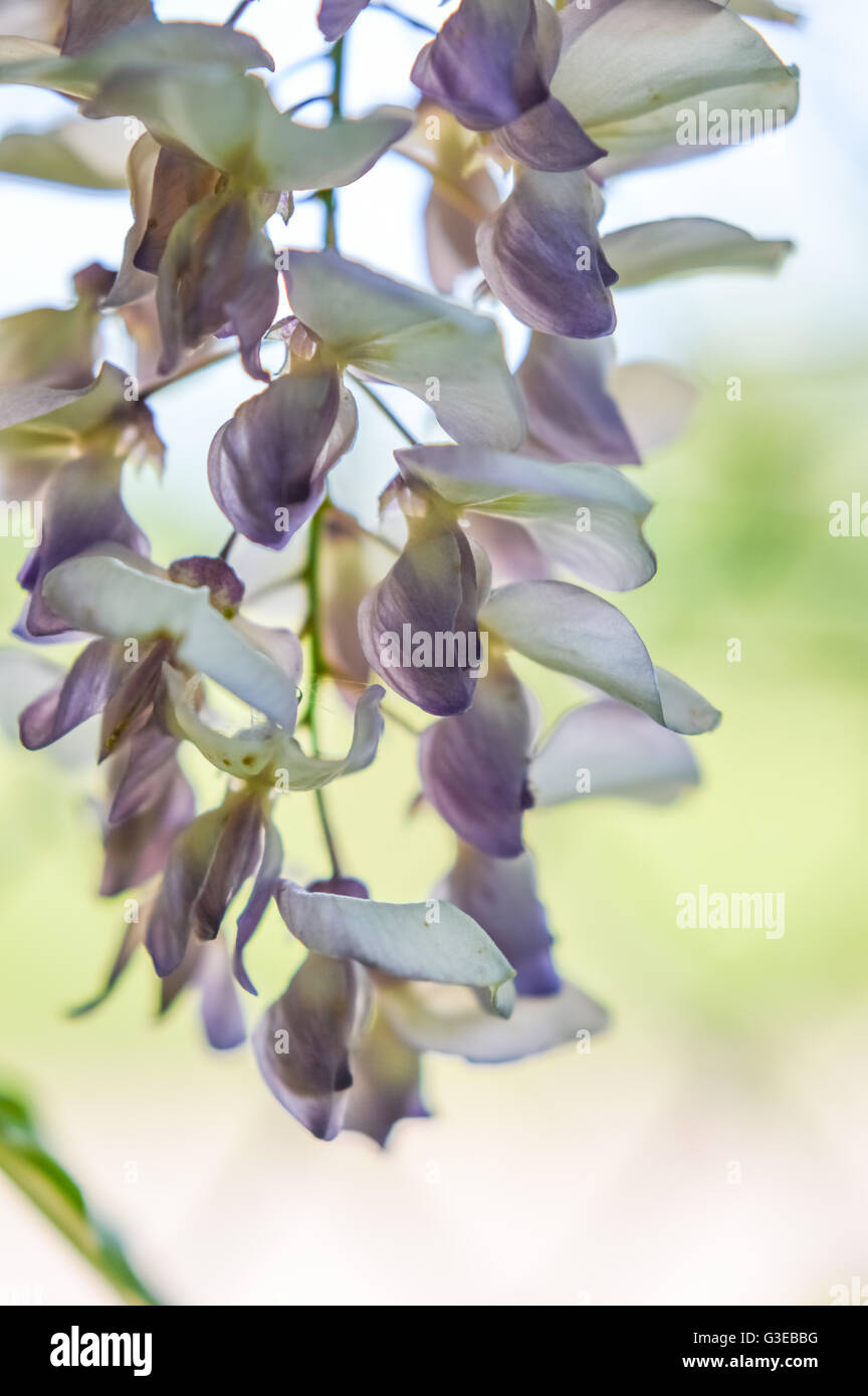 wisteria flowers close up Stock Photo Alamy