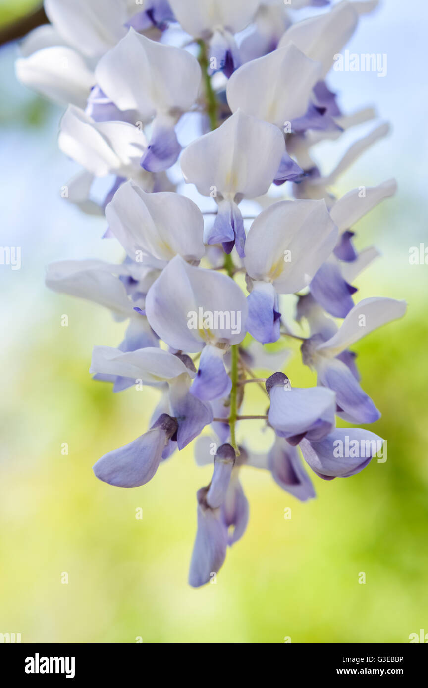 Close up wisteria flower cluster hi-res stock photography and images ...