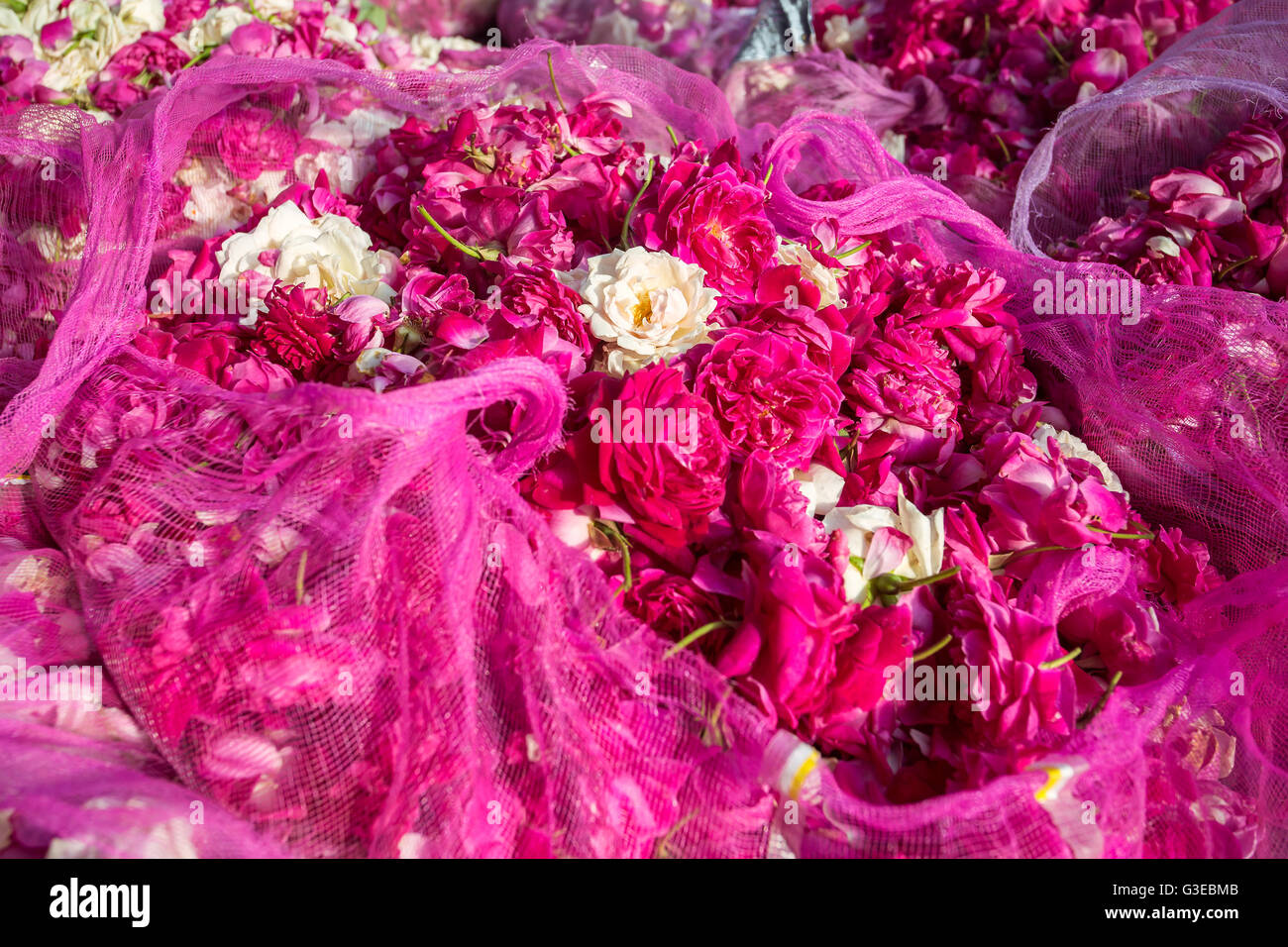 Rose flowers for sale on the street market in Indonesia Stock Photo - Alamy