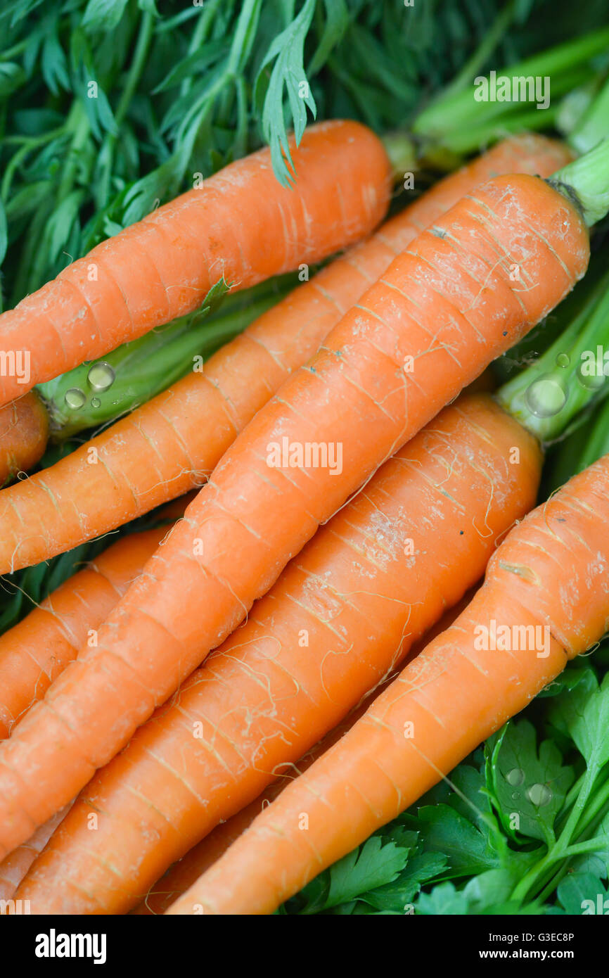 Fresh carrots with green leafs Stock Photo