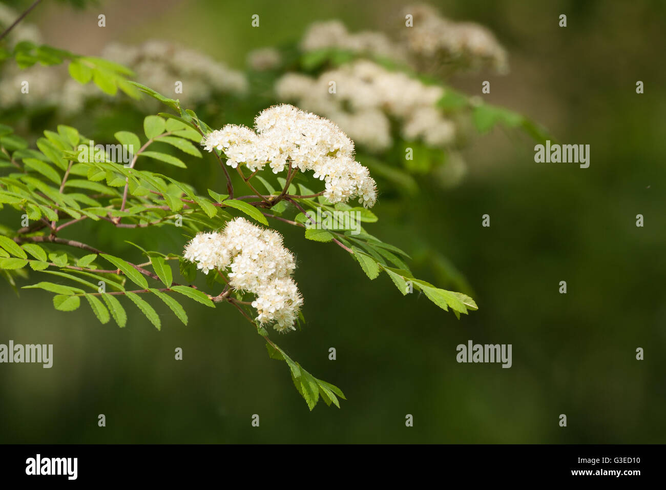 Mountain ash tree flowers hi-res stock photography and images - Alamy