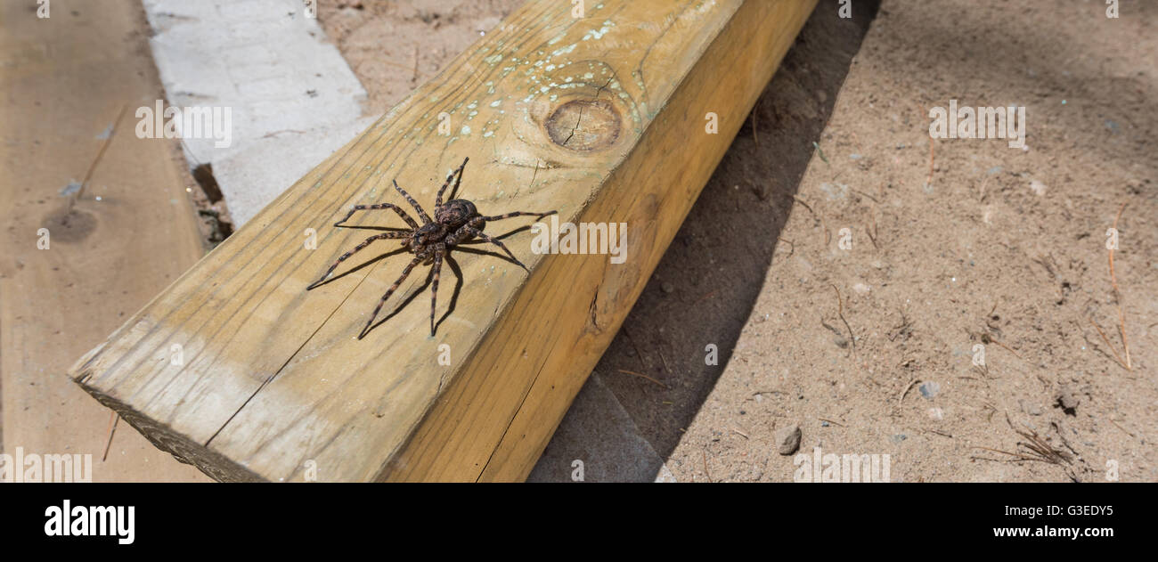 Canada’s largest spider (Dock spider) sitting on a piece of 4x4 lumber