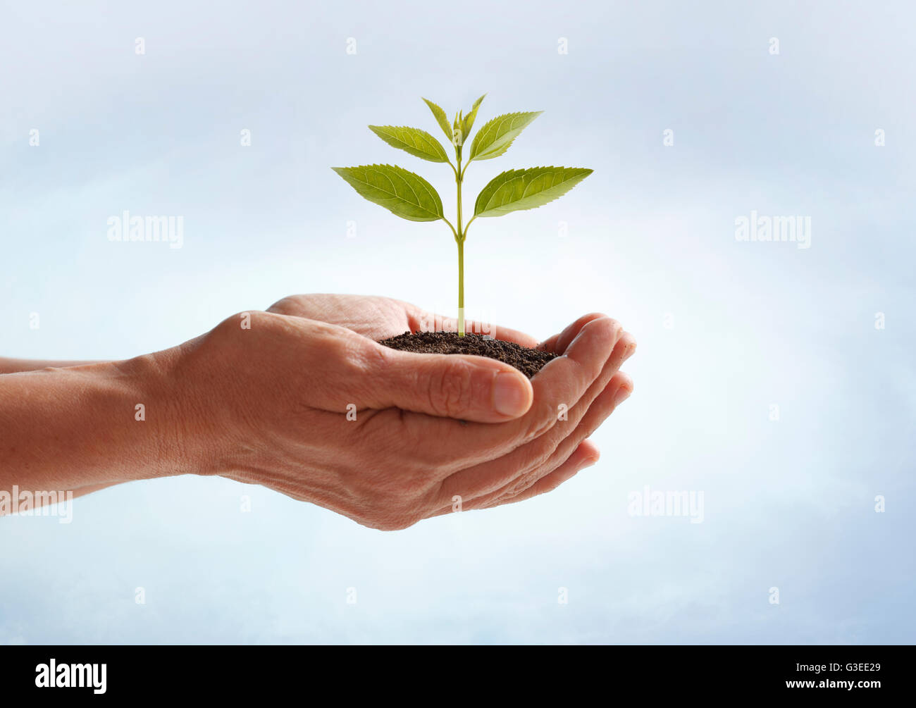 Hands holding a small plant Stock Photo