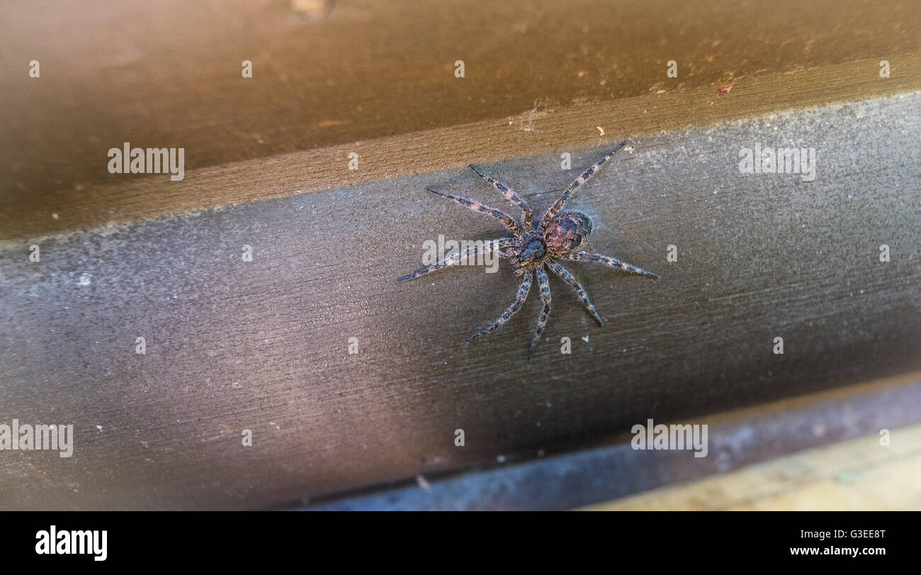 Canada’s largest spider (Dock spider) sitting on a piece of 4x4 lumber ...