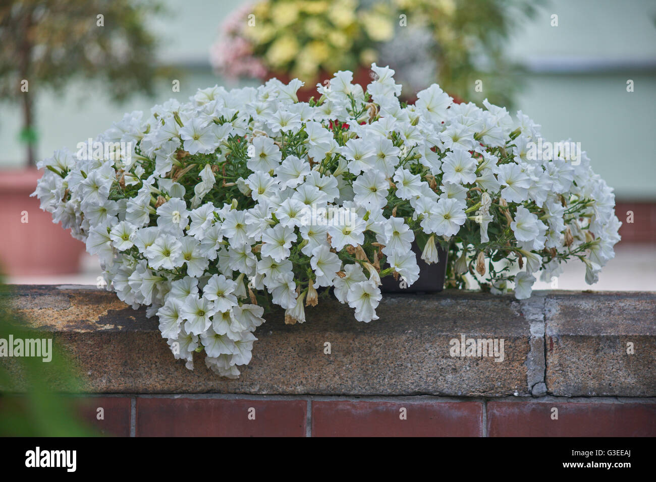 Lush white petunias blooming in the flower pot Stock Photo
