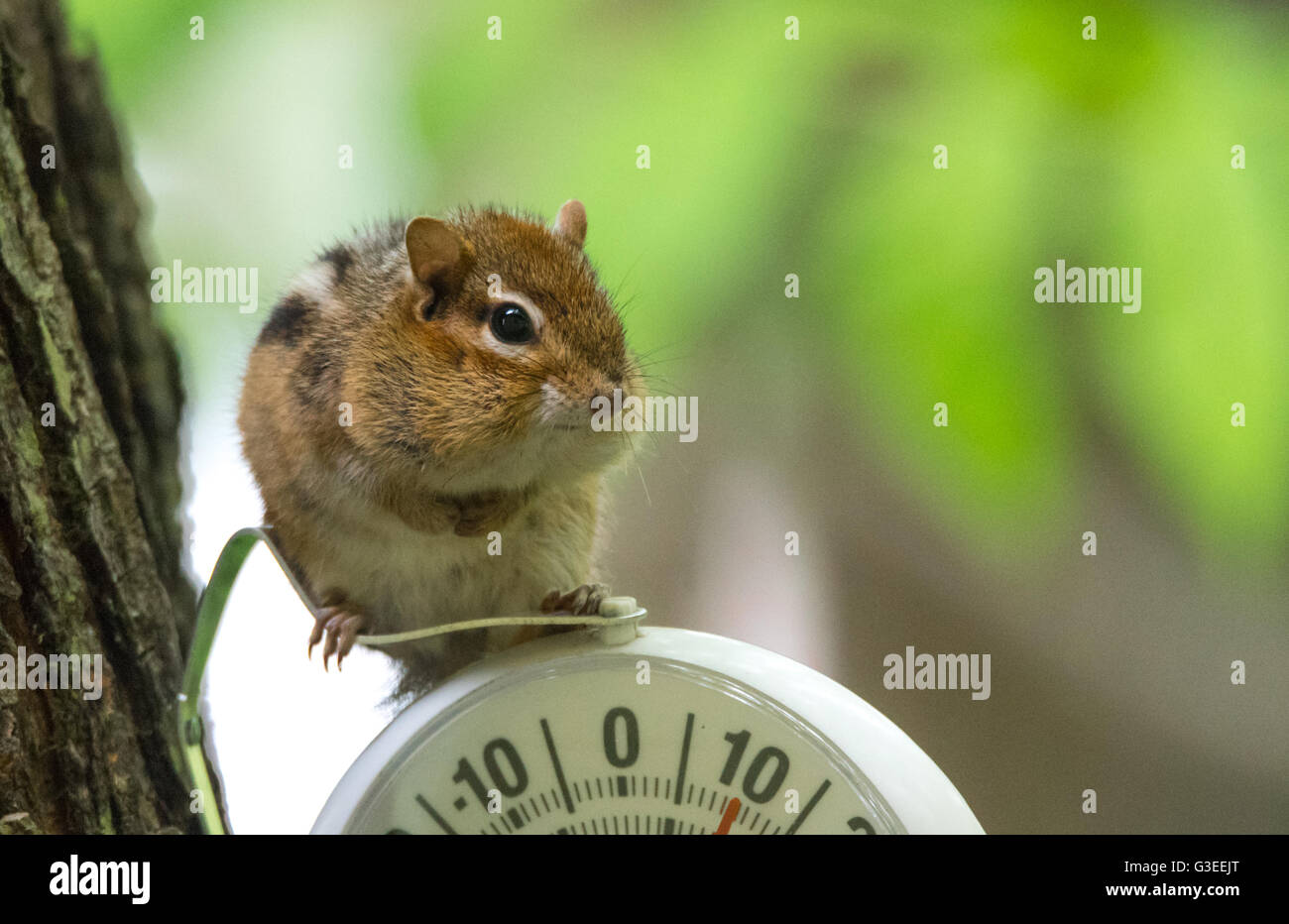 A curious chipmunk (tamias) sits up on top of dial indicator in cool shade. Small squirrel