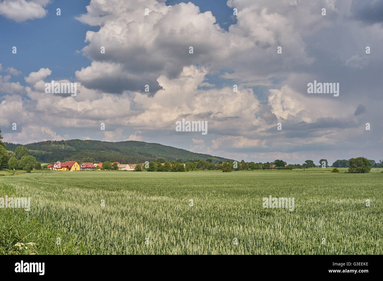 Blue cloudy sky over germinating grain fields Lower Silesia Poland Stock Photo