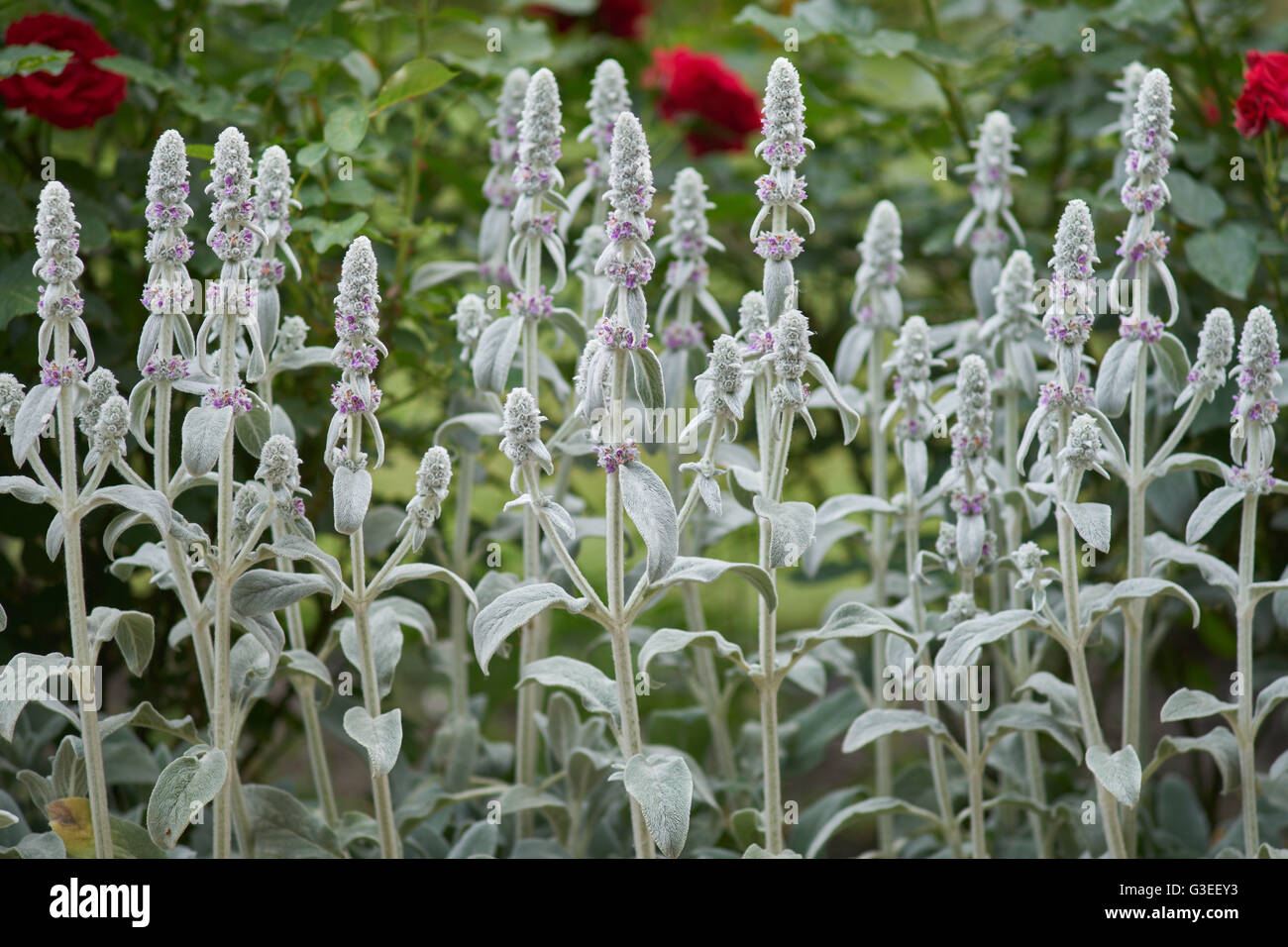 Lamb's ears in full bloom blooming Stachys byzantina Stock Photo