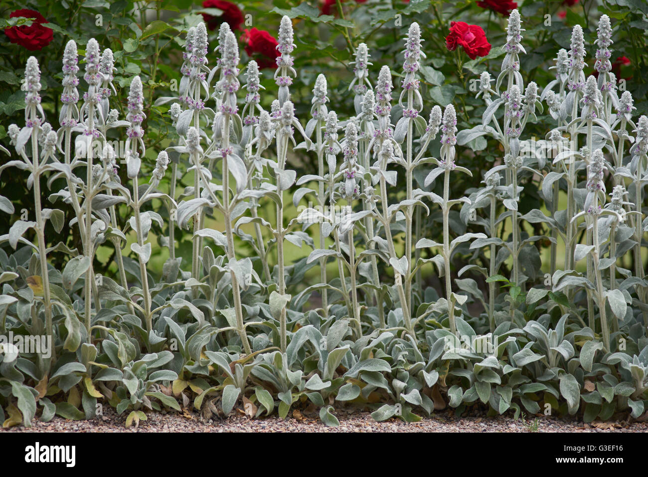 Lamb's ears in full bloom blooming Stachys byzantina Stock Photo