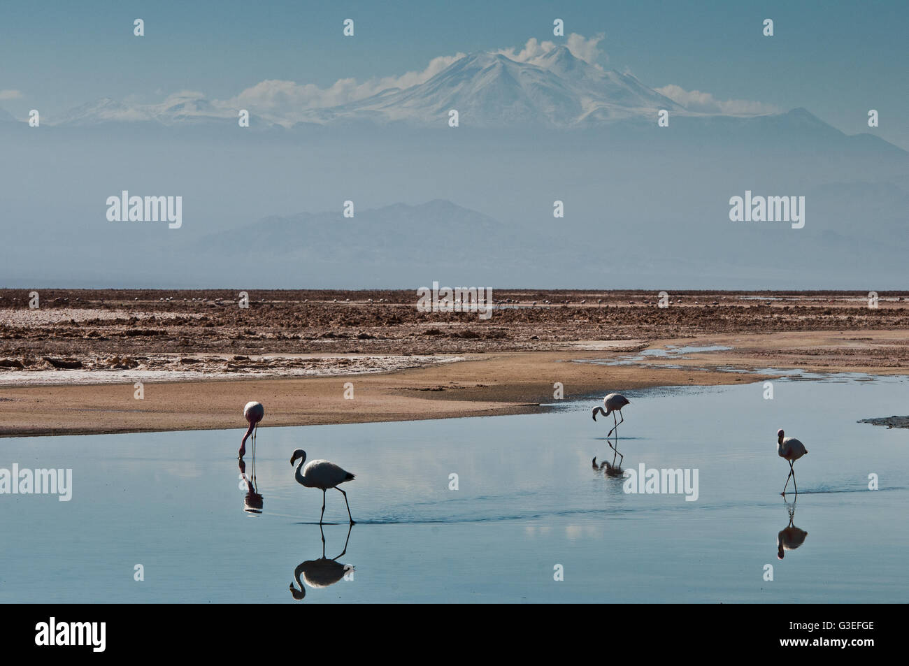 Chile, Laguna Chaxa Stock Photo Alamy