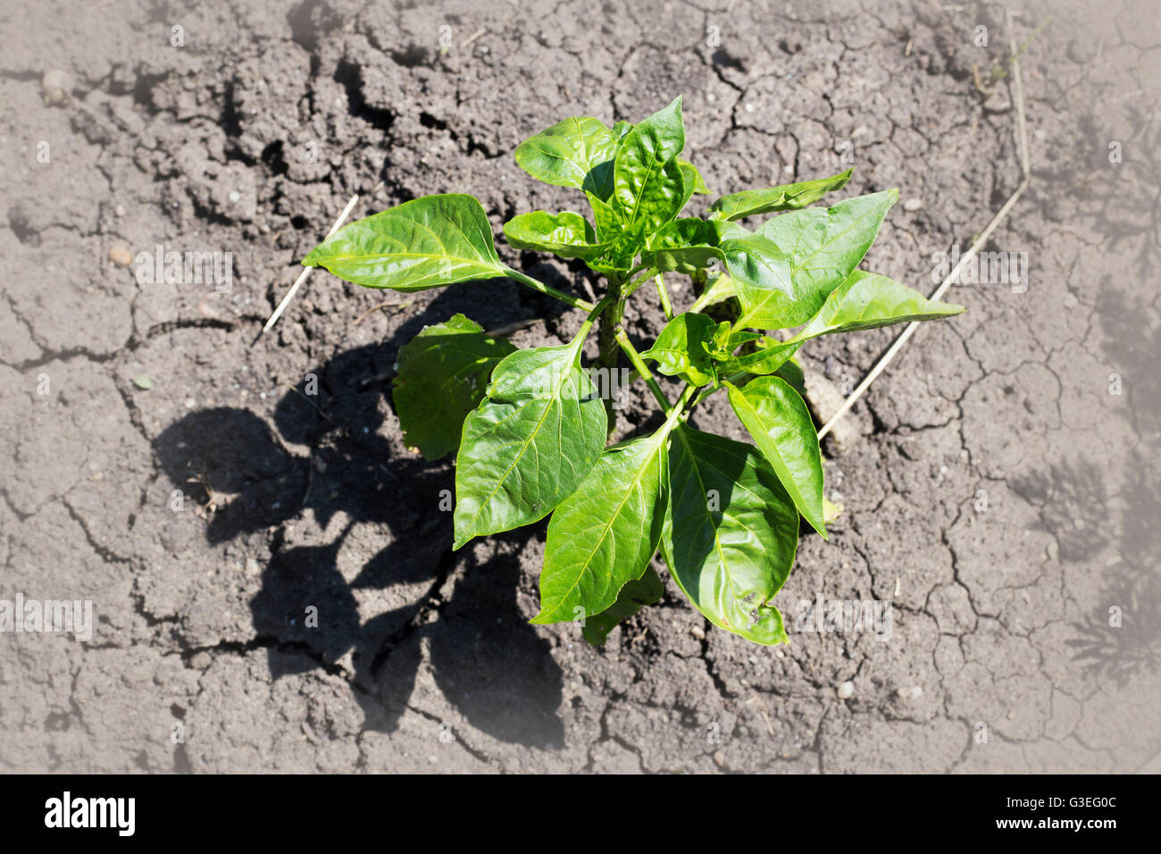 pepper plant in dry soil Stock Photo Alamy