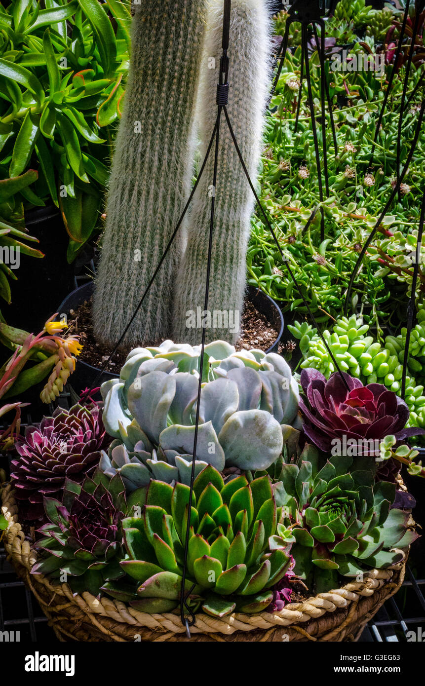 A hanging basket of Succulent plants at a garden department of a hardware  store in California Stock Photo - Alamy