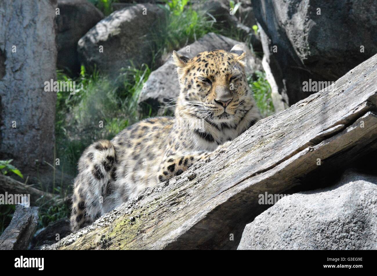 Amur leopard in the outdoors Stock Photo - Alamy