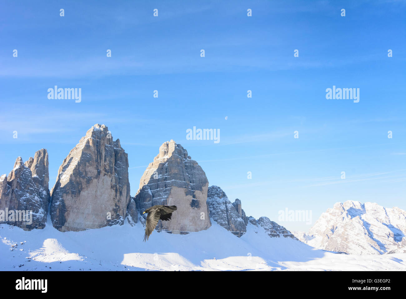 Drei Zinnen, Tre Cime, Alpine chough (Pyrrhocorax graculus), Italy, Bozen (Südtirol), South Tyrol, Alto Adige, Naturpark Drei Zi Stock Photo