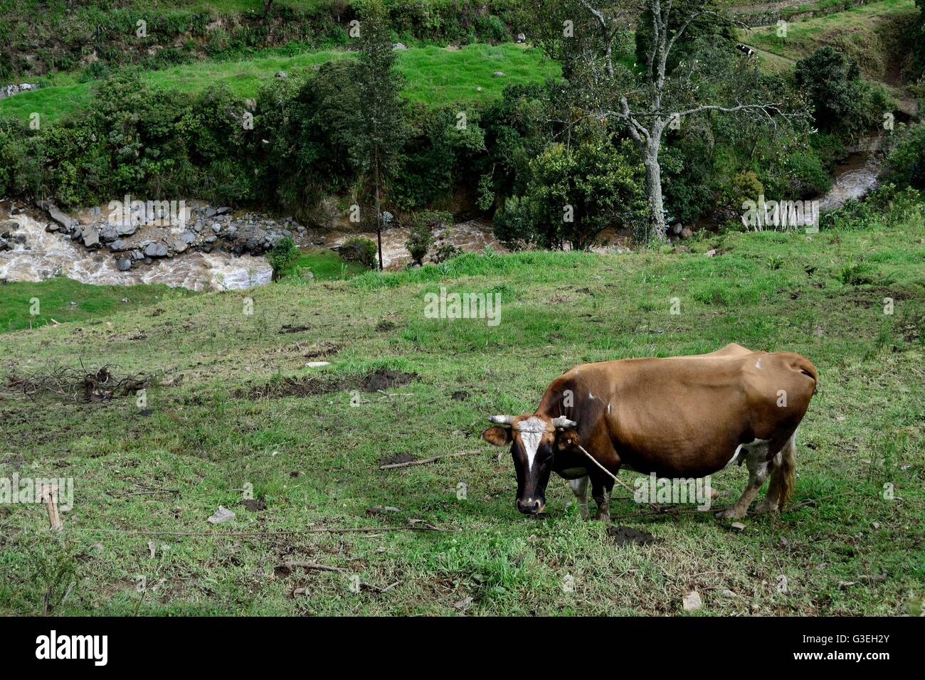 Farm in Sapalache ' Las Huaringas '  - HUANCABAMBA.. Department  of Piura .PERU Stock Photo