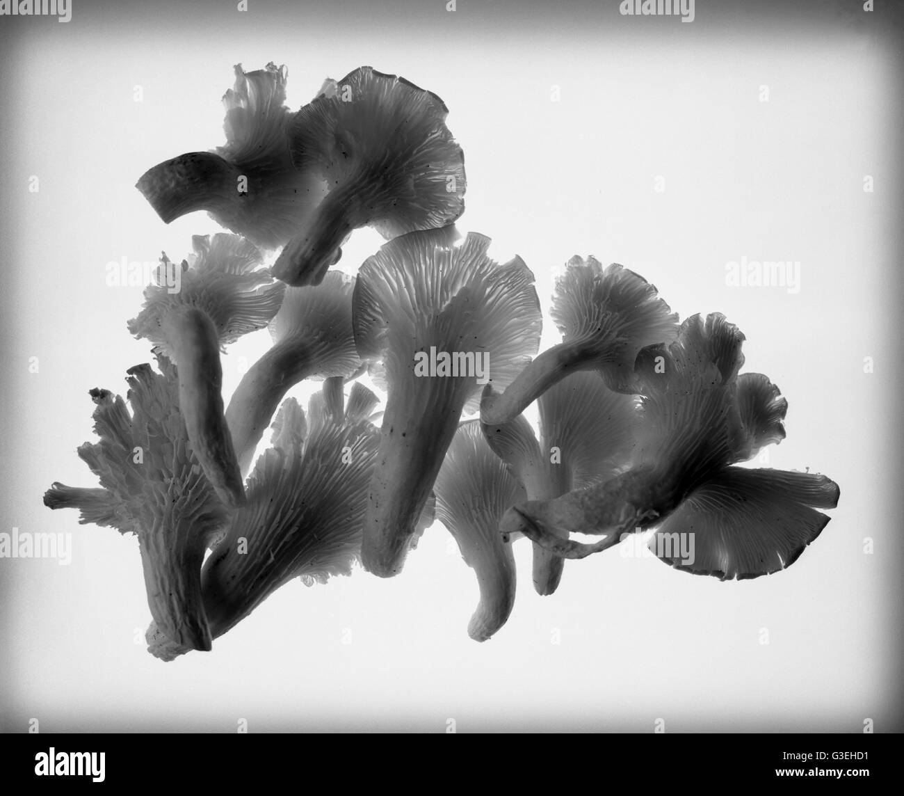 Mushrooms on translucent background Stock Photo - Alamy