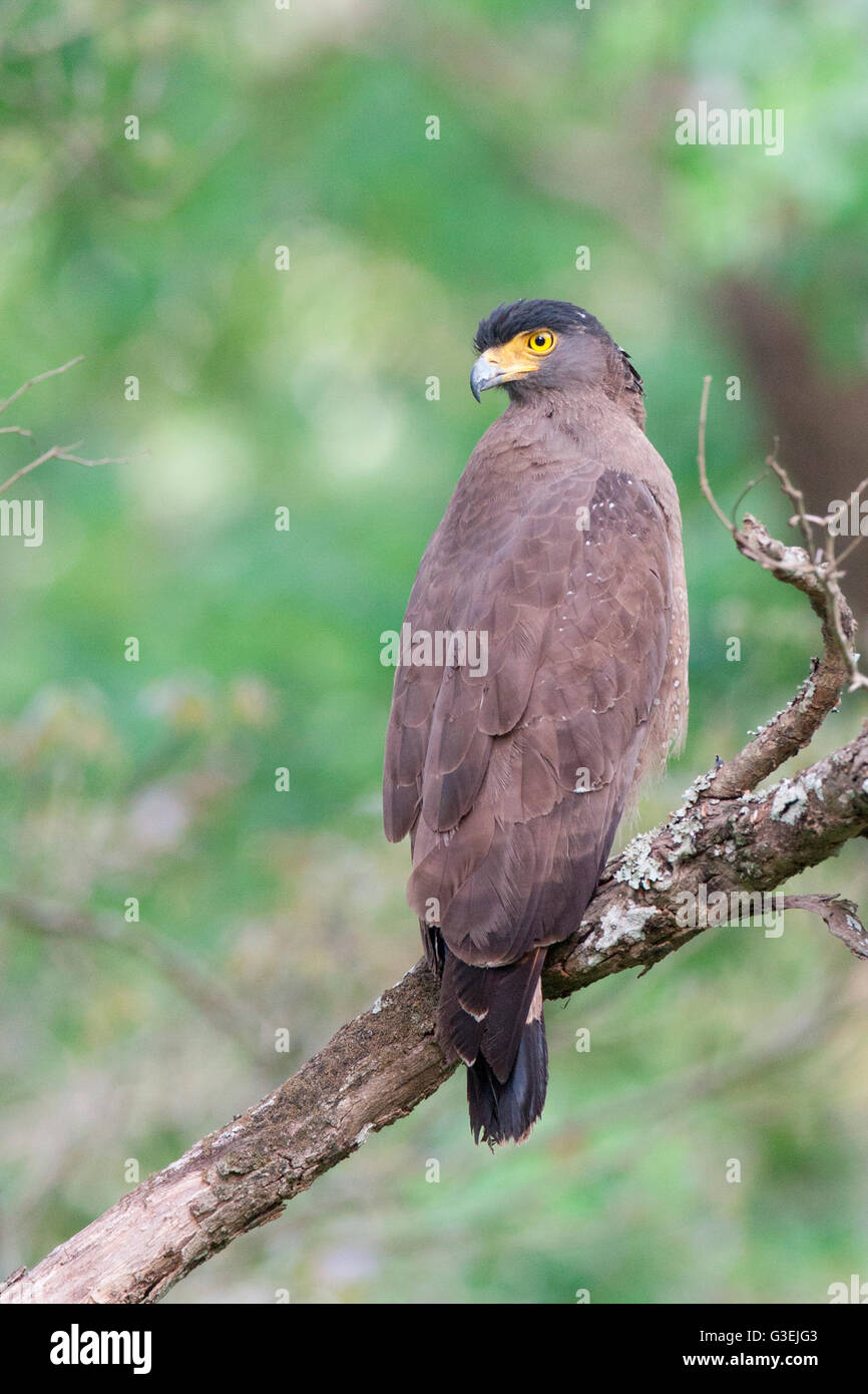 Crested Serpent Eagle on a tree at the Nagahole Wildlife Sanctuary Kabini. The raptor feeds mainly on snakes and hence the name Stock Photo