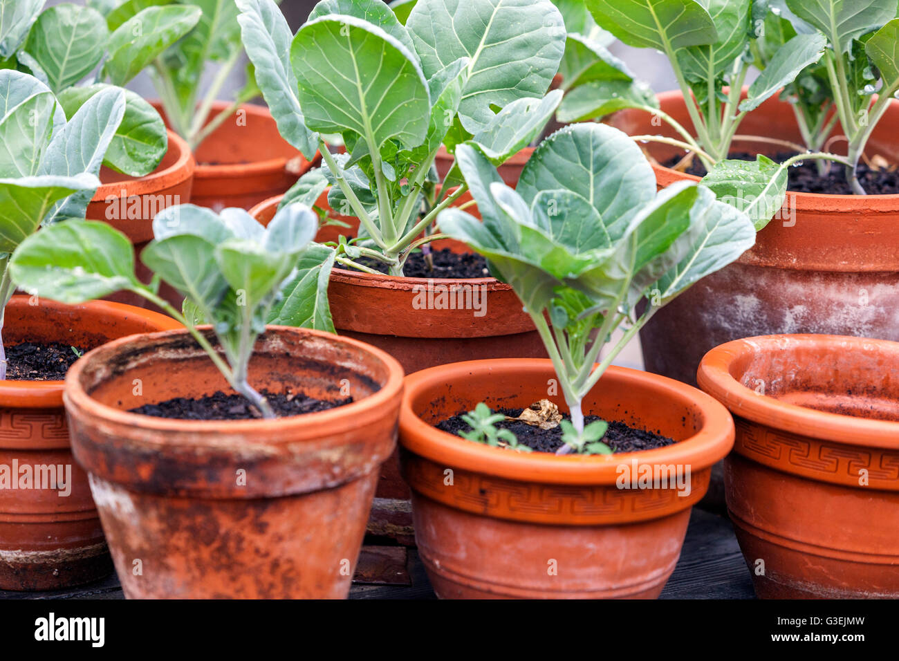 Young seedlings Kohlrabi growing plant pots garden terracotta Stock Photo