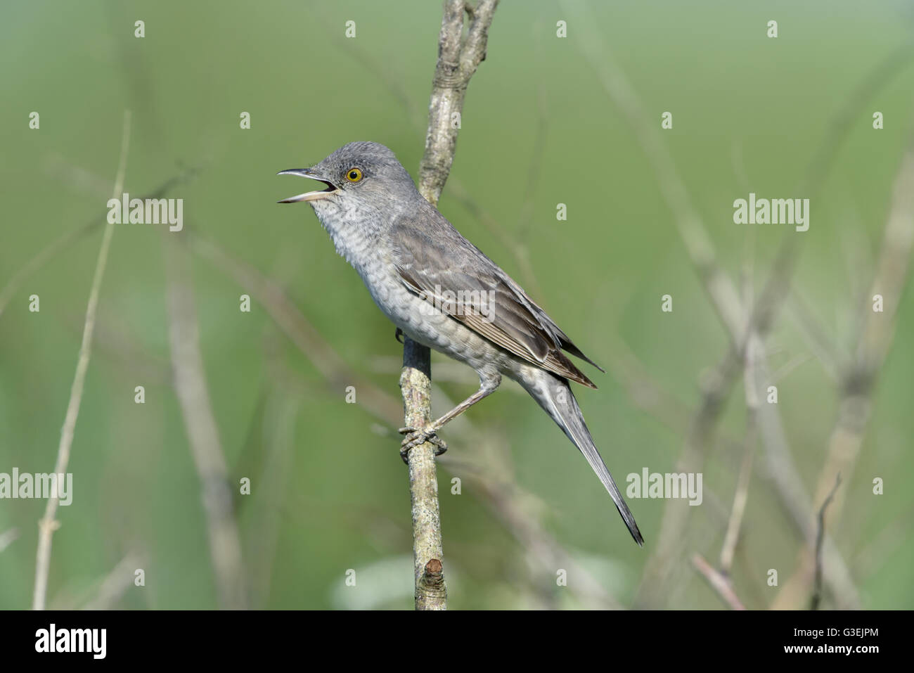 Barred Warbler - Sylvia nisoria Stock Photo