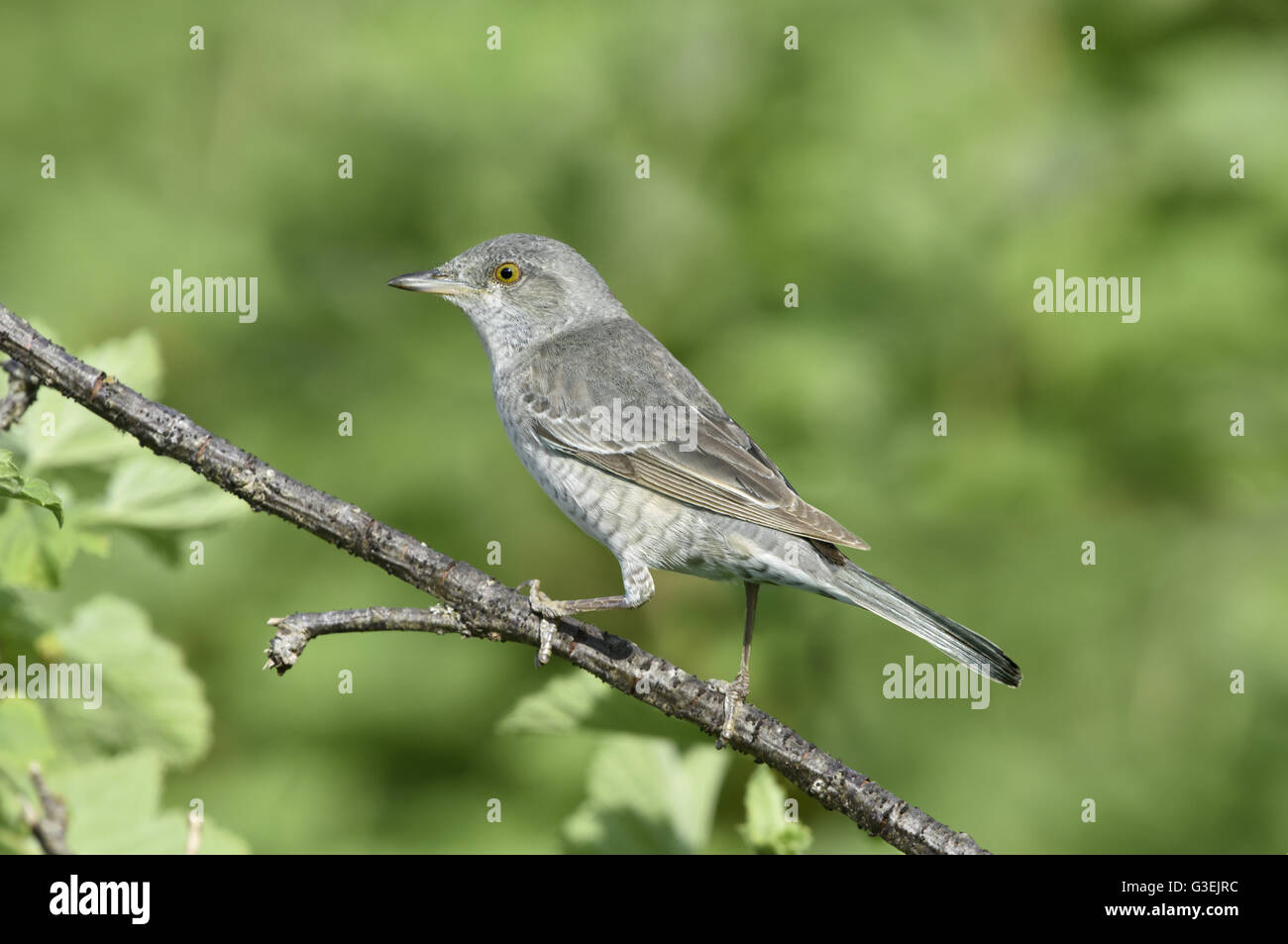 Barred Warbler - Sylvia nisoria Stock Photo