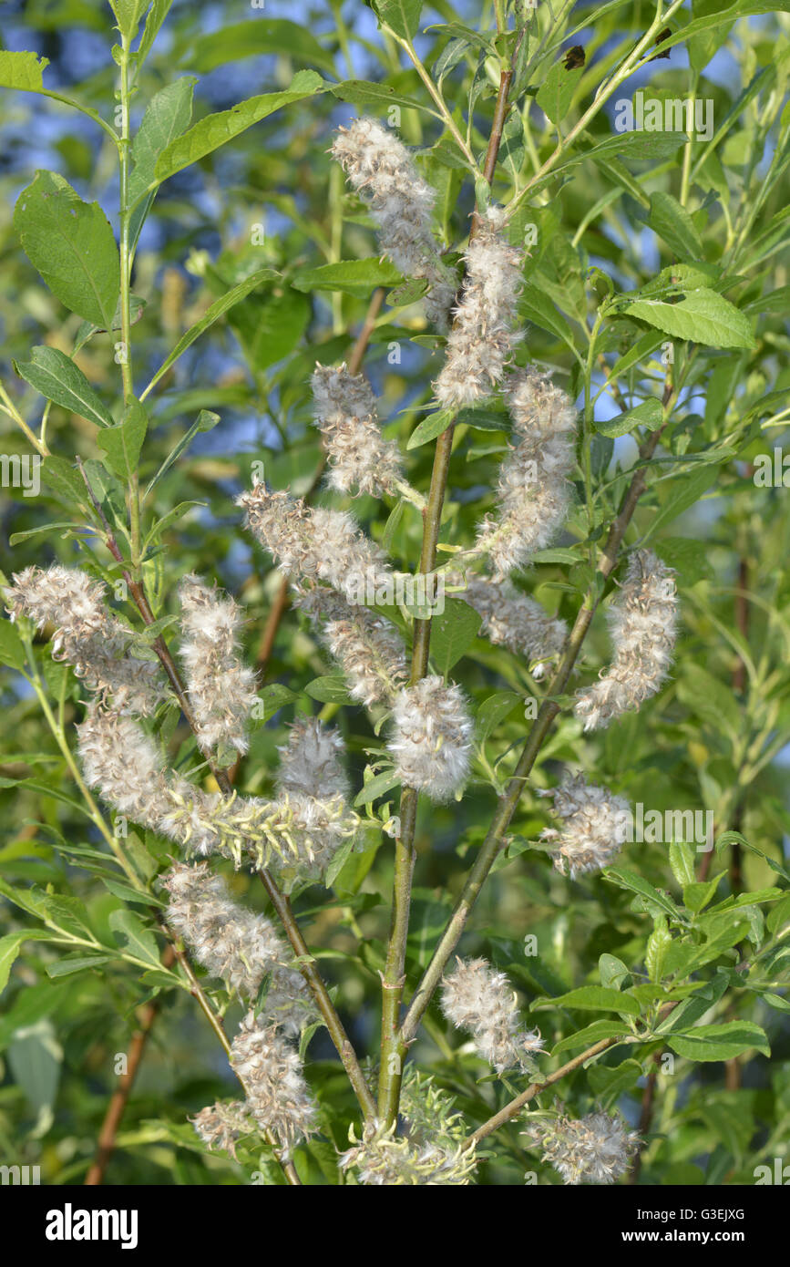 Bay Willow - Salix pentandra Stock Photo