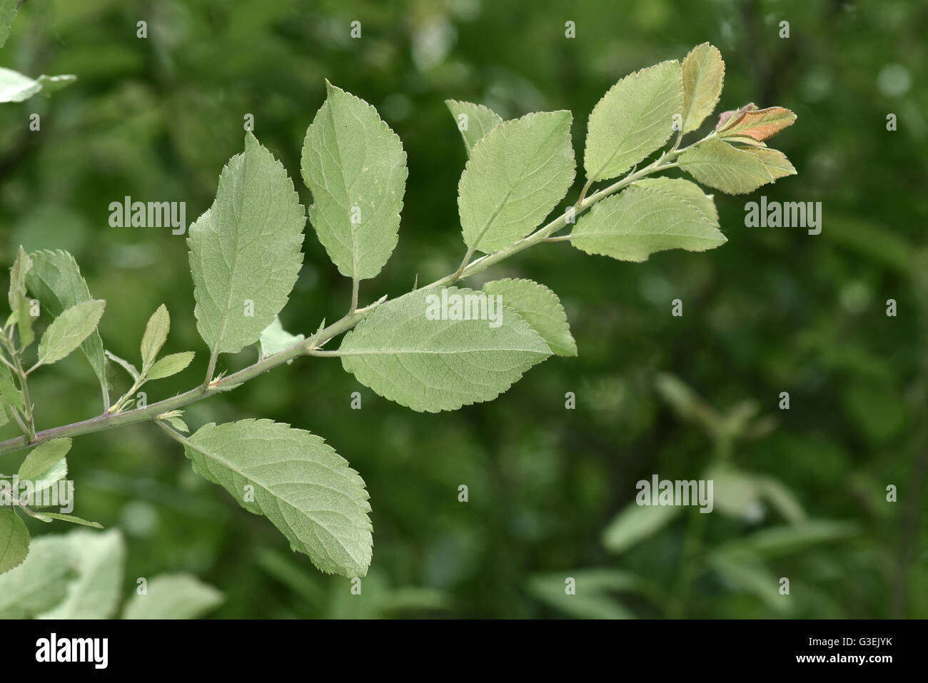 Blackthorn - Prunus spinosa Stock Photo