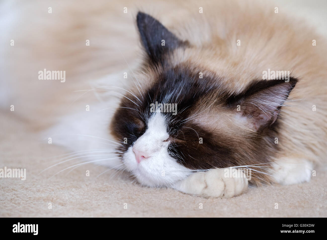 A RagDoll cat sleeping on a carpet at home Stock Photo Alamy