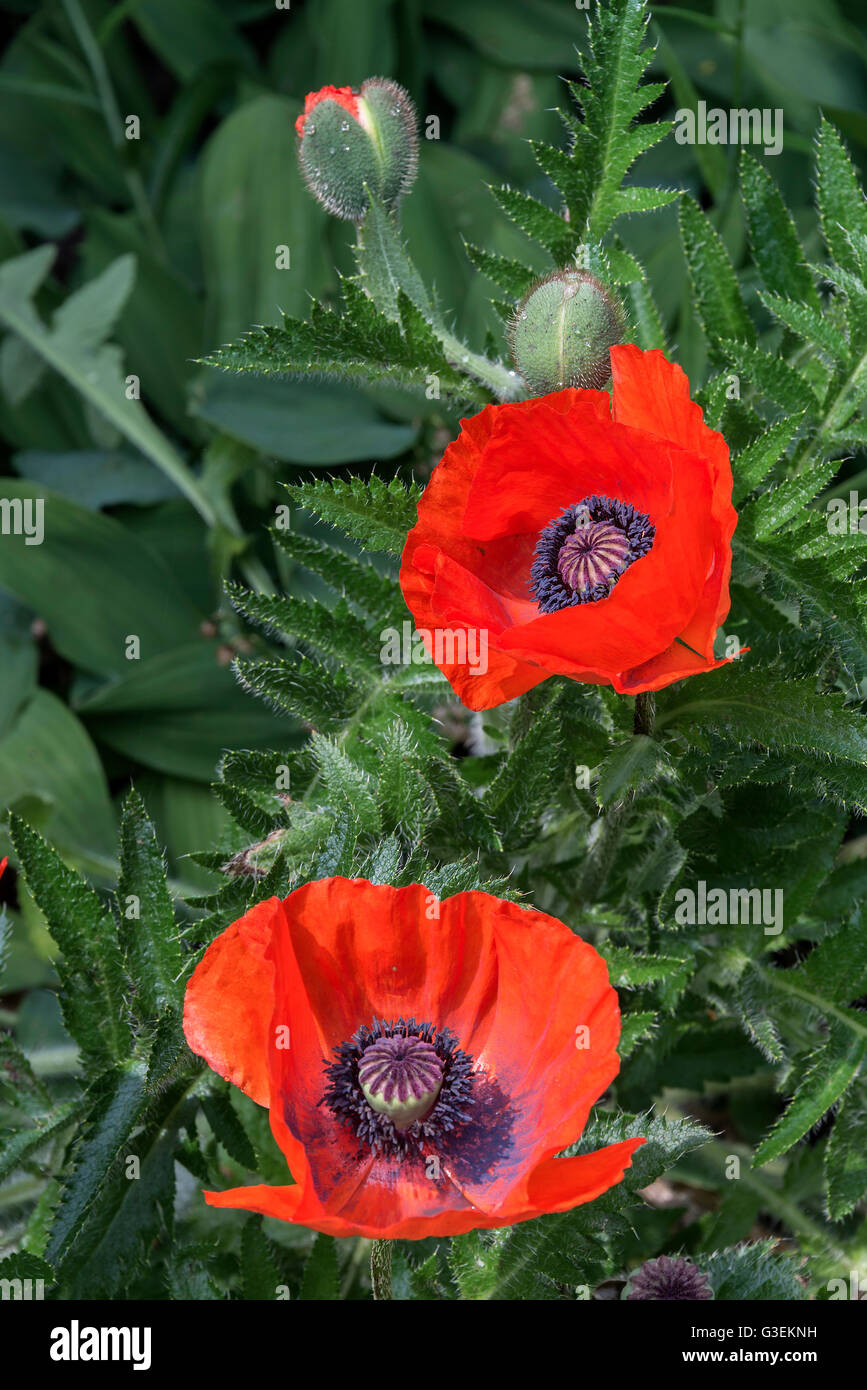 Bright Red Oriental Poppy Flowers in Full Bloom in a Cheshire Garden