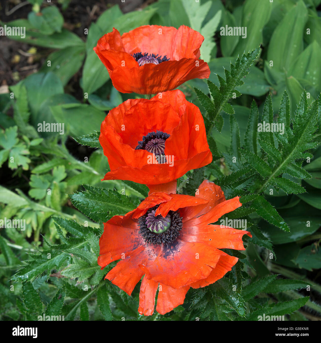 Bright Red Oriental Poppy Flowers in Full Bloom in a Cheshire Garden